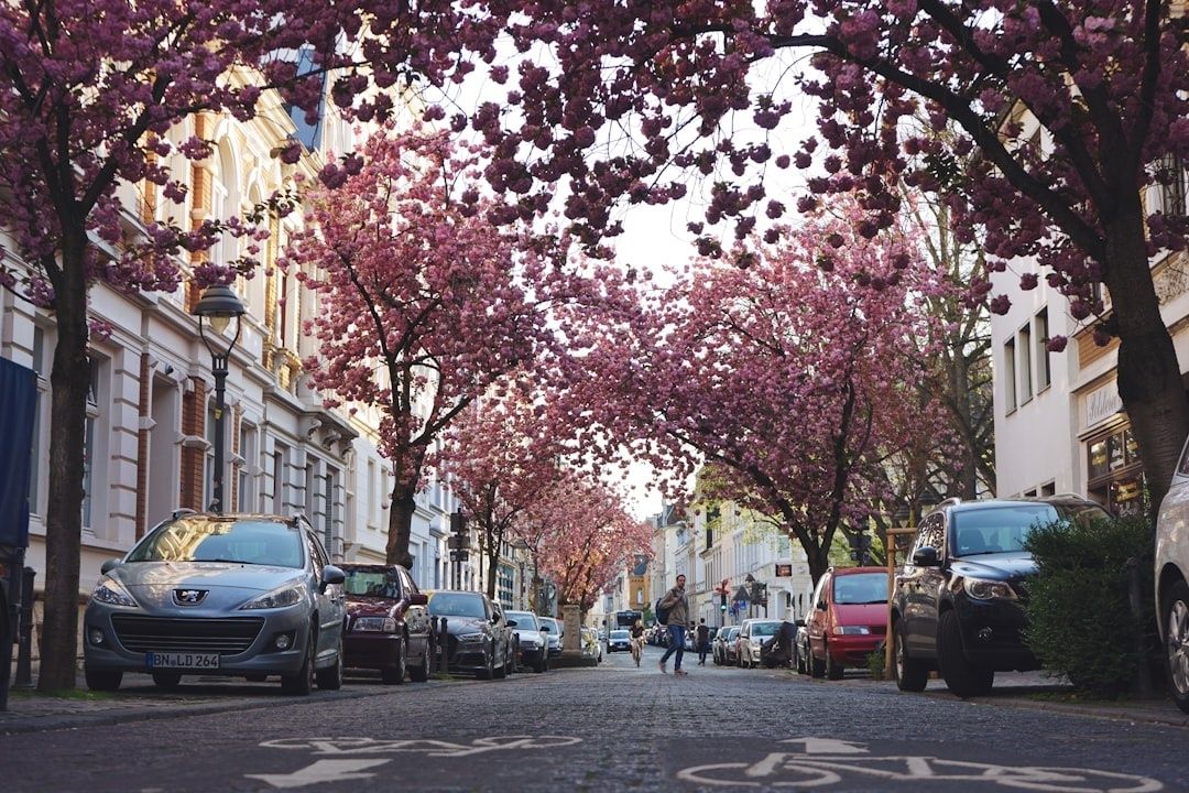 Flower-lined city street with parked cars and bicycle lane markings